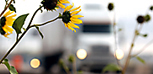 flowers along a highway