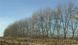 Deciduous tree windbreak planted near Springfield, MN protecting US Hwy 14